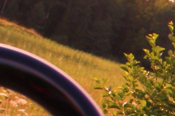 Isor låg fint i cykelkorgen och gnagde på pinnar medans de andra tre sprang brevid.