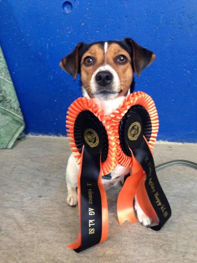 Alma (NJV-13 Blåsippebackens Gerda) deltog idag på sin första agilitytävling. Hon kom 1.plats i agility och 2.plats i hopp, Vi är så stolta över henne!