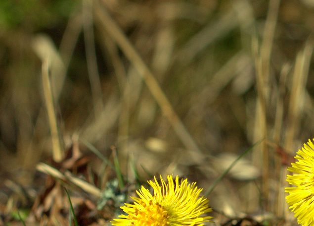 En fjärde blomma på gång.. snart dags för vår fjärde familjemedlem att komma ut