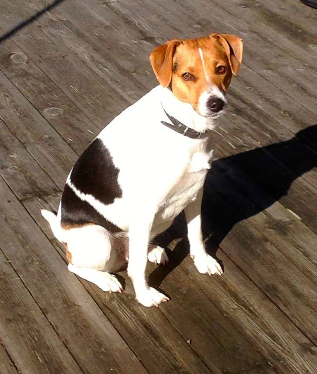 Grattis till vår fodertik Maja -  Superdupers lajka   3 år idag.