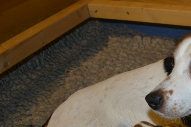Isor och Gloria har fått 5 superfina valpar:) uppfödare är Mastrells kennel. alla är sålda!
