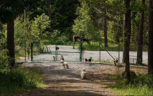 Varje år får vi en ny fjolårs älgkalv som brukar vara mycket orädd och vilsen. han brukar få heta Ture. kul underhållning att sitta på trappen och kolla in folk som cyklar eller springer förbi, dom blir ganska överraskade eftersom han gömmer sej mitt i krönet:)
Har den äran att vara dagmatte åt Twixi och Nellie över sommaren