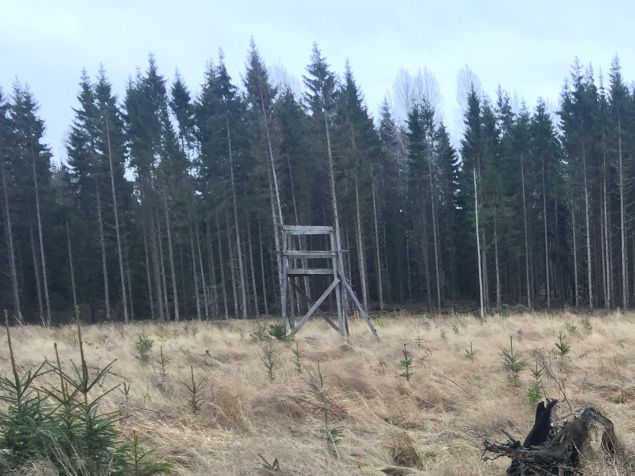 När jag studerar henne så vet jag inte om hon har alla hästar hemma fortfarande.. eller så har hon blivit väldigt flummig. Hon är ju nästan helt blind så det är ju inte så lätt att orientera sej i skogen men hon kan gå och nosa runt, runt i stora cirklar utan att riktig verka få upp nåt ordentligt spår...

