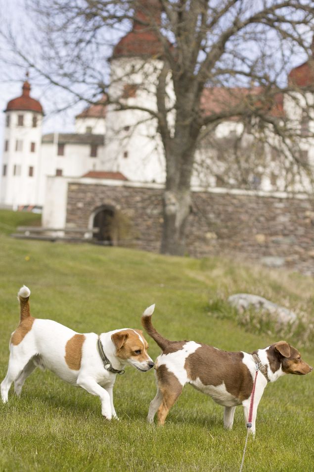 Kan knappt tro det är sant!! Idag har Birja träffat Douglas och äntligen en kille hon föll för. Vi fick till en superbra parning:) Nu hoppas vi på valpar i midsommar