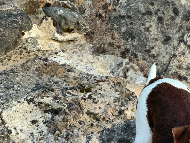 Molly fick bedömningen Exellent! Vår blivande avelstik❤️